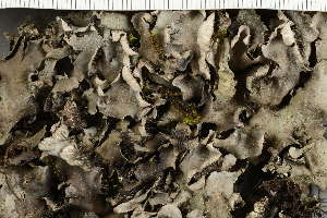  (Peltigera fuscoponojensis - O-L-HCG-21-69)  @11 [ ] by-nc (2021) Einar Timdal University of Oslo, Natural History Museum
