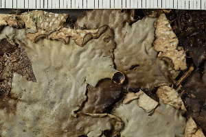  ( - O-L-HCG-7194)  @11 [ ] by-nc (2021) Einar Timdal University of Oslo, Natural History Museum