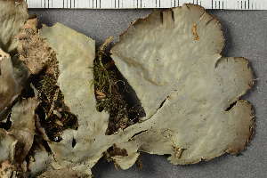  ( - O-L-HCG-7198)  @11 [ ] by-nc (2021) Einar Timdal University of Oslo, Natural History Museum