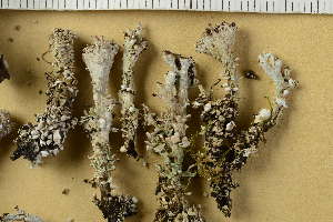  (Cladonia libifera - O-L-HCG-7355)  @11 [ ] by-nc (2021) Einar Timdal University of Oslo, Natural History Museum