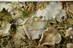  ( - O-L-HCG-7450)  @11 [ ] by-nc (2021) Einar Timdal University of Oslo, Natural History Museum