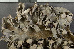  ( - O-L-HCG-7452)  @11 [ ] by-nc (2021) Einar Timdal University of Oslo, Natural History Museum