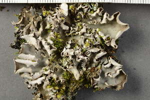  ( - O-L-HCG-7497)  @11 [ ] by-nc (2021) Einar Timdal University of Oslo, Natural History Museum