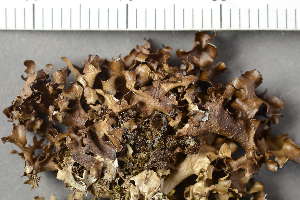  ( - O-L-20960)  @11 [ ] by-nc (2020) Einar Timdal Natural History Museum, University of Oslo, Norway