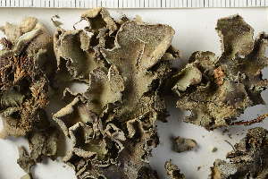  ( - O-L-25105)  @11 [ ] by-nc (2021) Einar Timdal University of Oslo, Natural History Museum