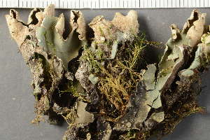  ( - O-L-26175)  @11 [ ] by-nc (2021) Einar Timdal University of Oslo, Natural History Museum