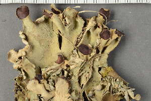  ( - O-L-34449)  @11 [ ] by-nc (2022) Einar Timdal University of Oslo, Natural History Museum
