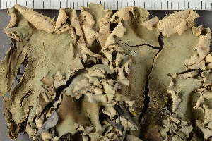  (Peltigera ponojensis - O-L-34450)  @11 [ ] by-nc (2022) Einar Timdal University of Oslo, Natural History Museum