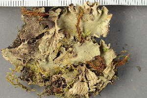  ( - O-L-34451)  @11 [ ] by-nc (2022) Einar Timdal University of Oslo, Natural History Museum