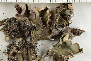  ( - O-L-40819)  @11 [ ] by-nc (2021) Einar Timdal University of Oslo, Natural History Museum