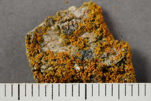  ( - O-L-40821)  @11 [ ] CreativeCommons - Attribution Non-Commercial (2017) Einar Timdal Natural History Museum, University of Oslo, Norway