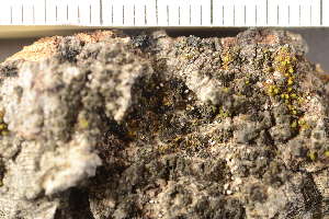  ( - O-L-40980)  @11 [ ] CreativeCommons - Attribution Non-Commercial (2019) Gunnhild Marthinsen University of Oslo, Natural History Museum