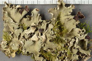  ( - O-L-46317)  @11 [ ] by-nc (2022) Einar Timdal University of Oslo, Natural History Museum