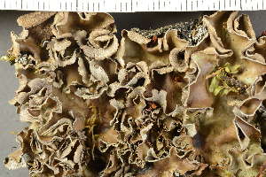  ( - O-L-60734)  @11 [ ] by-nc (2021) Einar Timdal University of Oslo, Natural History Museum