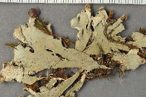  ( - O-L-89161)  @11 [ ] by-nc (2022) Einar Timdal University of Oslo, Natural History Museum