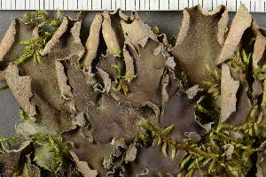  ( - O-L-108640)  @11 [ ] by-nc (2021) Einar Timdal University of Oslo, Natural History Museum