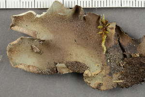  ( - O-L-109133)  @11 [ ] by-nc (2021) Einar Timdal University of Oslo, Natural History Museum