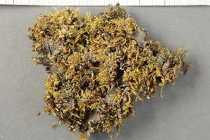  ( - O-L-116746)  @11 [ ] by-nc (2020) Ann Evankow University of Oslo, Natural History Museum