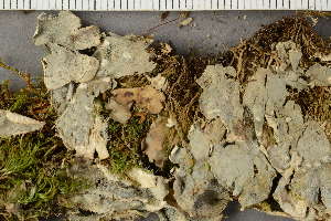 ( - O-L-123029)  @11 [ ] by-nc (2024) Teodor Bruu-Kammler University of Oslo, Natural History Museum