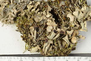  ( - O-L-123152)  @11 [ ] by-nc (2022) Einar Timdal University of Oslo, Natural History Museum