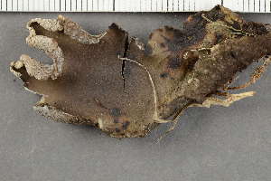  ( - O-L-123750)  @11 [ ] by-nc (2021) Einar Timdal University of Oslo, Natural History Museum