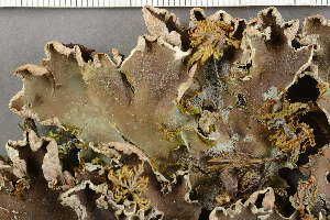  ( - O-L-128946)  @11 [ ] by-nc (2021) Einar Timdal University of Oslo, Natural History Museum
