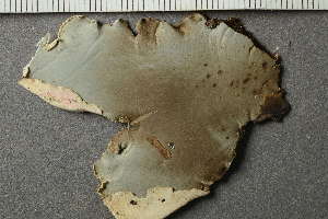  ( - O-L-133983)  @11 [ ] by-nc (2021) Einar Timdal University of Oslo, Natural History Museum