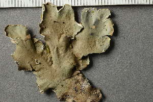  ( - O-L-133984)  @11 [ ] by-nc (2021) Einar Timdal University of Oslo, Natural History Museum