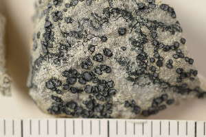  ( - O-L-138091)  @11 [ ] CreativeCommons - Attribution Non-Commercial (2018) Einar Timdal Natural History Museum, University of Oslo, Norway