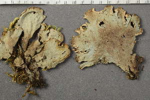  ( - O-L-139088)  @11 [ ] by-nc (2020) Ann Evankow University of Oslo, Natural History Museum