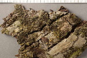  ( - O-L-145308)  @11 [ ] CreativeCommons - Attribution Non-Commercial (2019) Siri Rui University of Oslo, Natural History Museum