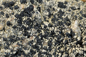  ( - O-L-145356)  @11 [ ] CreativeCommons - Attribution Non-Commercial (2013) Einar Timdal Natural History Museum, University of Oslo, Norway
