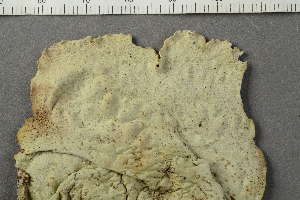  ( - O-L-147686)  @11 [ ] by-nc (2021) Einar Timdal University of Oslo, Natural History Museum