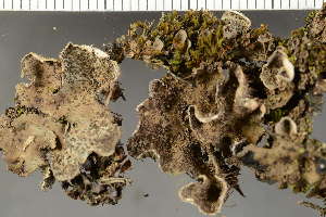  ( - O-L-148011)  @11 [ ] by-nc (2023) Einar Timdal University of Oslo, Natural History Museum