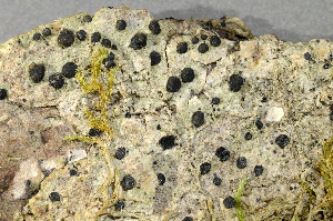  ( - O-L-149362)  @11 [ ] CreativeCommons - Attribution Non-Commercial (2013) Einar Timdal Natural History Museum, University of Oslo, Norway