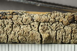  ( - O-L-149395)  @11 [ ] by-nc (2022) Einar Timdal University of Oslo, Natural History Museum