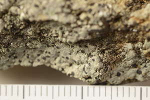  ( - O-L-151668)  @11 [ ] CreativeCommons - Attribution Non-Commercial (2019) Einar Timdal University of Oslo, Natural History Museum