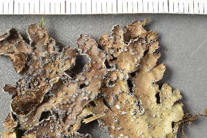  ( - O-L-154737)  @11 [ ] by-nc (2020) Einar Timdal Natural History Museum, University of Oslo, Norway