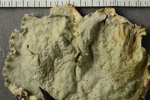  ( - O-L-154911)  @11 [ ] by-nc (2022) Einar Timdal University of Oslo, Natural History Museum