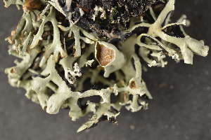  (Hypogymnia vittata - O-L-155319)  @11 [ ] CreativeCommons - Attribution Non-Commercial (2014) Siri Synnøve Høie Natural History Museum, University of Oslo, Norway