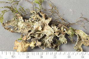  ( - O-L-155340)  @11 [ ] by-nc (2020) Einar Timdal Natural History Museum, University of Oslo, Norway