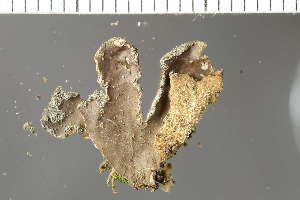  ( - O-L-155343)  @11 [ ] by-nc (2020) Einar Timdal Natural History Museum, University of Oslo, Norway
