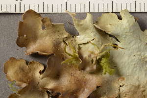  (Lobaria virens - O-L-158216)  @11 [ ] CreativeCommons - Attribution Non-Commercial (2019) Gunnhild Marthinsen University of Oslo, Natural History Museum