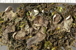  ( - O-L-158390)  @11 [ ] by-nc (2023) Einar Timdal University of Oslo, Natural History Museum