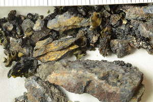  ( - O-L-159294)  @11 [ ] by-nc (2020) Einar Timdal Natural History Museum, University of Oslo, Norway