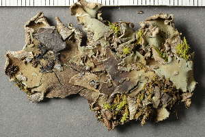  ( - O-L-159877)  @11 [ ] by-nc (2021) Einar Timdal University of Oslo, Natural History Museum