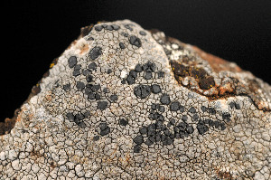  ( - O-L-160894)  @11 [ ] CreativeCommons - Attribution Non-Commercial (2014) Einar Timdal Natural History Museum, University of Oslo, Norway