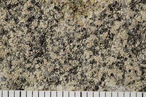  ( - O-L-161226)  @11 [ ] CreativeCommons - Attribution Non-Commercial (2017) Einar Timdal Natural History Museum, University of Oslo, Norway