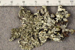  ( - O-L-163526)  @11 [ ] CreativeCommons - Attribution Non-Commercial (2016) Trude Magnussen University of Oslo, Natural History Museum