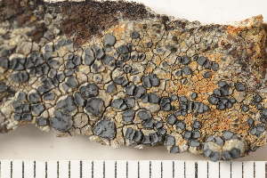  ( - O-L-163774)  @11 [ ] CreativeCommons - Attribution Non-Commercial (2018) Einar Timdal Natural History Museum, University of Oslo, Norway